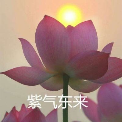 一起来飞车怪猫版下载